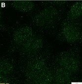 Anti-phospho-c-Fos (Ser32) Antibody, clone 2F15 ZooMAb&#174; Rabbit Monoclonal recombinant, expressed in HEK 293 cells