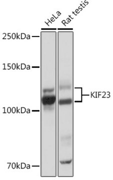 Anti-KIF23 Antibody, clone 9V4Y8, Rabbit Monoclonal