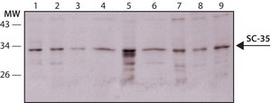 Monoclonal Anti-Splicing Factor SC-35 antibody produced in mouse clone SC-35, ascites fluid
