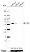 Anti-AHSG antibody produced in rabbit Prestige Antibodies&#174; Powered by Atlas Antibodies, affinity isolated antibody, buffered aqueous glycerol solution