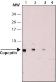Anti-Copeptin antibody produced in rabbit affinity isolated antibody