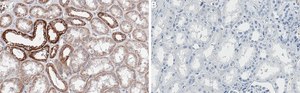 Anti-PDHA1 Antibody, clone 1B13 ZooMAb&#174; Rabbit Monoclonal recombinant, expressed in HEK 293 cells