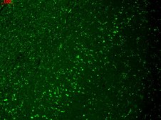 Monoclonal Anti-HCN4 antibody produced in mouse clone S114-10, 1&#160;mg/mL, purified immunoglobulin