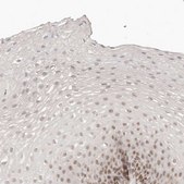 Anti-GABPA antibody produced in rabbit Prestige Antibodies&#174; Powered by Atlas Antibodies, affinity isolated antibody, buffered aqueous glycerol solution