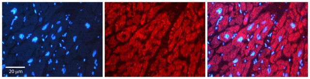 Anti-PPIB antibody produced in rabbit affinity isolated antibody