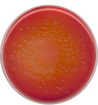 MacConkey Agar with Crystal violet, Sodium chloride and 0.15% Bile salts NutriSelect&#174; Plus, suitable for microbiology
