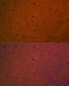 Anti-STX1A antibody produced in rabbit