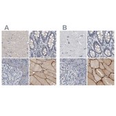 Anti-MURC antibody produced in rabbit Prestige Antibodies&#174; Powered by Atlas Antibodies, affinity isolated antibody, buffered aqueous glycerol solution, Ab3