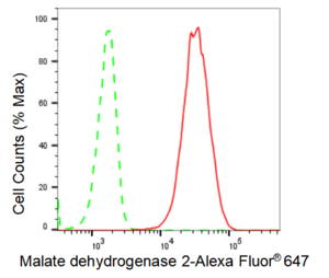 KD-Validated Anti Malate dehydrogenase 2 Antibody, clone 23GB2325, Rabbit Monoclonal clone 23GB2325, recombinant rabbit monoclonal, expressed in HEK293 cells