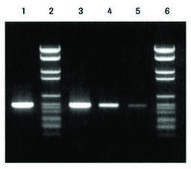 PCR Nucleotide Mix solution, sufficient for 500&#160;reactions (11581295001), sufficient for 5,000&#160;reactions (11814362001), sufficient for 2,500&#160;reactions (04638956001)