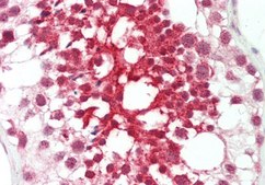 Anti-FGD1 antibody produced in rabbit affinity isolated antibody