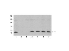 Anti-monomethyl-Histone H3 (Lys4) Antibody Upstate&#174;, from rabbit