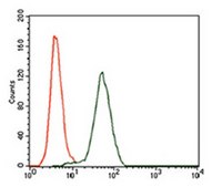 Anti-KEAP1, clone 7G4B10 Antibody clone 7G4B10, from mouse