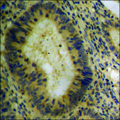 Anti-phospho-Tau (pThr212) antibody produced in rabbit affinity isolated antibody