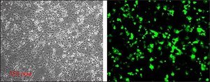 Escort&#8482; IV Transfection Reagent Lipid reagent for transient and stable transfection of mammalian and insect cells.