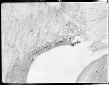 Anti-Dopamine &#946; Hydroxylase-SAP Antibody, clone 4F10.2 clone 4F10.2, Chemicon&#174;, from mouse