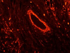 Monoclonal Anti-Vimentin&#8722;Cy3 antibody produced in mouse clone V9, purified immunoglobulin, buffered aqueous solution