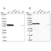 Anti-NONO antibody produced in rabbit Prestige Antibodies&#174; Powered by Atlas Antibodies, affinity isolated antibody, buffered aqueous glycerol solution