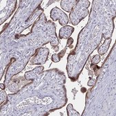 Monoclonal Anti-GDF15 antibody produced in mouse Prestige Antibodies&#174; Powered by Atlas Antibodies, clone CL0328, purified immunoglobulin, buffered aqueous glycerol solution