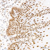 Anti-EHMT2 Antibody, clone 2I0Q4, Rabbit Monoclonal