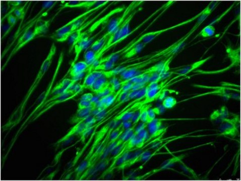 Anti-Nestin Antibody, clone rat-401, Alexa Fluor&#8482; 488 conjugate clone rat-401, from mouse, ALEXA FLUOR&#8482; 488