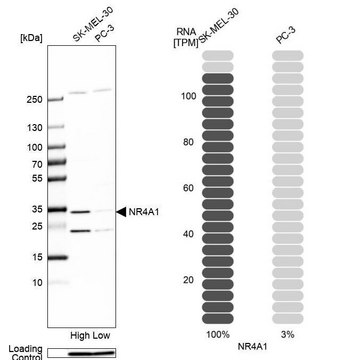 Anti-NR4A1 antibody produced in rabbit Prestige Antibodies® Powered by Atlas Antibodies, affinity isolated antibody