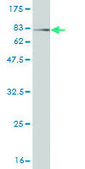 Monoclonal Anti-SYT1 antibody produced in mouse clone 1A6, purified immunoglobulin, buffered aqueous solution