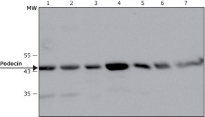 Anti-Podocin, Mouse monoclonal clone PD-65, purified from hybridoma cell culture