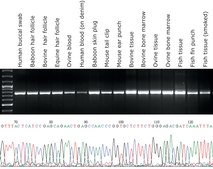 KAPA Express Extract