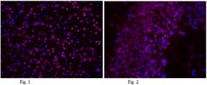 Anti-NeuN Antibody, clone A60, Alexa Fluor&#8482; 555 Conjugate clone A60, from mouse, ALEXA FLUOR&#8482; 555