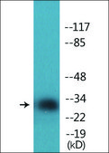 Anti-phospho-AMPK &#946;1 (pSer181) antibody produced in rabbit affinity isolated antibody