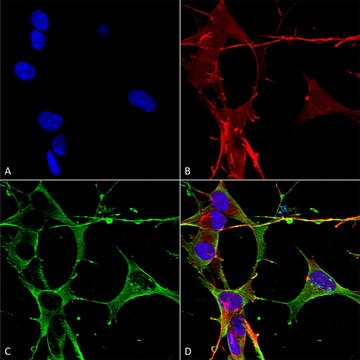 Monoclonal Anti-beta 4 Spectrin-Atto 488 antibody produced in mouse clone S393-2