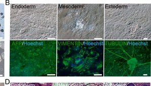 Monoclonal Anti-Vimentin antibody produced in mouse clone V9, ascites fluid