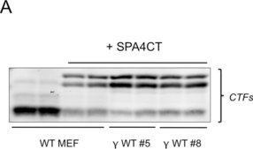 Anti-Amyloid Precursor Protein, C-Terminal antibody produced in rabbit IgG fraction of antiserum, buffered aqueous solution