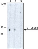 Anti-&#946;-Tubulin Isotype III antibody, Mouse monoclonal clone SDL.3D10, purified from hybridoma cell culture