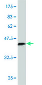 Monoclonal Anti-NR2C2 antibody produced in mouse clone 2A5, purified immunoglobulin, buffered aqueous solution
