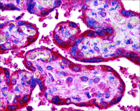 Anti-WNT3A antibody produced in rabbit affinity isolated antibody