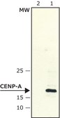 Anti-CENP-A antibody produced in rabbit ~2&#160;mg/mL, affinity isolated antibody, buffered aqueous solution