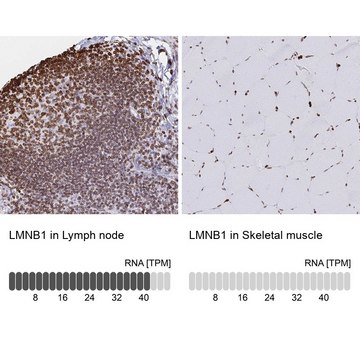 Anti-LMNB1 antibody produced in rabbit Prestige Antibodies® Powered by Atlas Antibodies, affinity isolated antibody, buffered aqueous glycerol solution