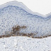 Anti-HTR1F antibody produced in rabbit Prestige Antibodies&#174; Powered by Atlas Antibodies, affinity isolated antibody, buffered aqueous glycerol solution