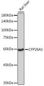 Anti-CYP26A1 antibody produced in rabbit