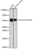 Anti-Lumican (LUM) antibody produced in rabbit