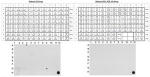 Anti-dimethyl-Histone H3 (Lys79) Antibody, clone NL59, rabbit monoclonal culture supernatant, clone NL59, Upstate&#174;