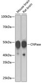 Anti-CNPase Antibody, clone 8O3B6, Rabbit Monoclonal