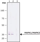 Anti-MAP Kinase, Activated (Diphosphorylated ERK-1&amp;2) antibody, Mouse monoclonal clone MAPK-YT, purified from hybridoma cell culture