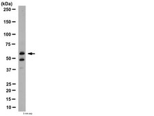 Anti-MT1-MMP Antibody, hinge region from rabbit, purified by affinity chromatography