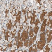 Anti-ROCK2 antibody produced in rabbit Prestige Antibodies&#174; Powered by Atlas Antibodies, affinity isolated antibody, buffered aqueous glycerol solution