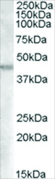 Anti-GOT2 (AA 295-306) antibody produced in goat affinity isolated antibody, buffered aqueous solution