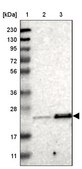 Anti-TEX261 antibody produced in rabbit Prestige Antibodies&#174; Powered by Atlas Antibodies, affinity isolated antibody, buffered aqueous glycerol solution