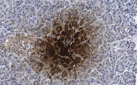 Anti-Pancreatic Polypeptide Antibody, clone 3H5, ZooMAb&#174; Rabbit Monoclonal recombinant, expressed in HEK 293 cells